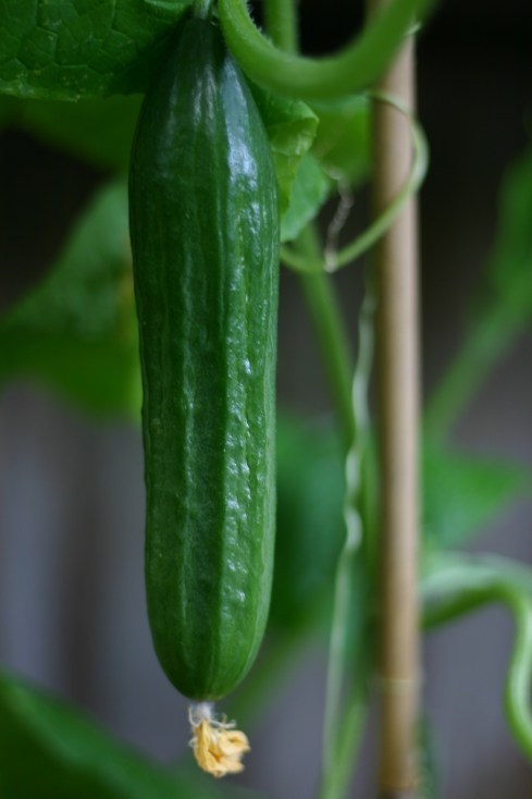 The first cucumber of the season